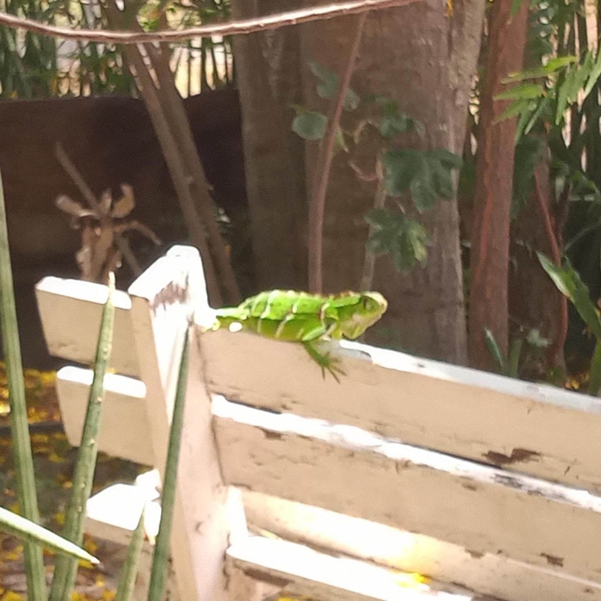 Macambira Cafe Pousada デウミロ・ゴウヴェイア エクステリア 写真